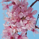 Winter Cherry Seeds, 10g