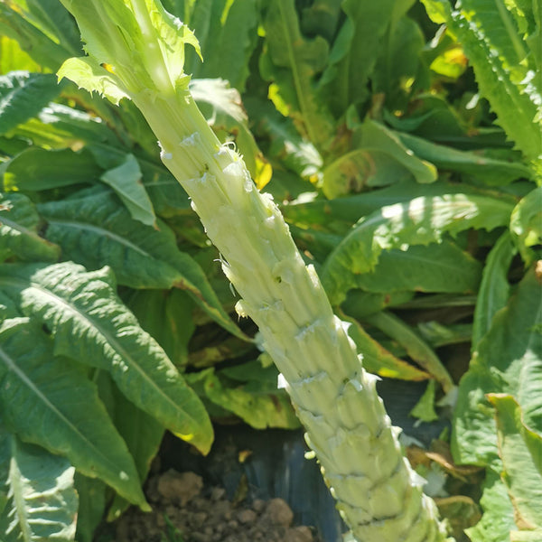 Double-tip Stem Lettuce Seeds, 10g