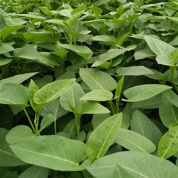 Large-Leaf White-Stem Water Spinach Seeds, 20g