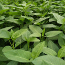 Large-Leaf White-Stem Water Spinach Seeds, 20g