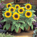 Bonsai Sunflowers Seeds, 3g
