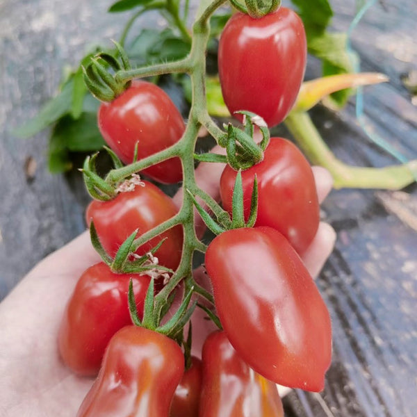'Royal Pearl Peanut' Tomato Seeds, 20 Seeds