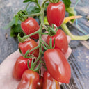'Royal Pearl Peanut' Tomato Seeds, 20 Seeds