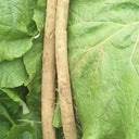 Burdock Seeds, 10g