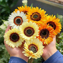 Double Cape Daisy Mixed Colors, 200 Seeds