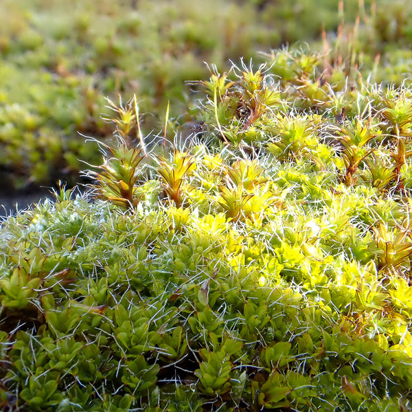 Twisted Moss Seeds, 500 Seeds