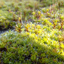 Twisted Moss Seeds, 500 Seeds