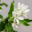 White Tweedia Seeds, 50 Seeds