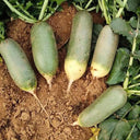 Chinese Green Radish Seeds, 10g