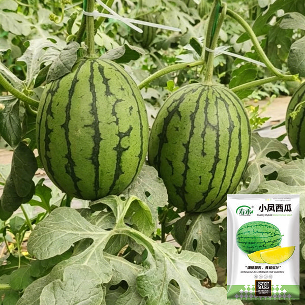 Xiaofeng Watermelon, 10 Seeds