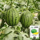 Xiaofeng Watermelon, 10 Seeds