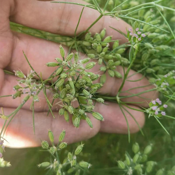 Cumin Seeds, 5 Grams ≈ 2000 ~ 2500 Seeds