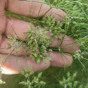 Cumin Seeds, 5 Grams ≈ 2000 ~ 2500 Seeds