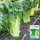'Jinqi No.5' Chinese Cabbage Seeds, 5g
