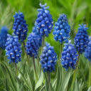 Mixed Color Grape Hyacinth, 50 Seeds
