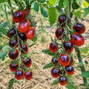 119 Indigo Ruby Tomato, 5 Seeds