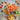 884 Honeydrop Cherry Tomato, 5 Seeds