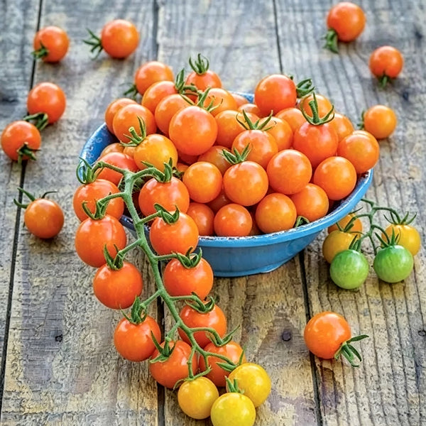 884 Honeydrop Cherry Tomato, 5 Seeds