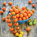 884 Honeydrop Cherry Tomato, 5 Seeds