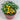 484 Micro Dwarf Pinocchio Orange Tomato, 3 Seeds