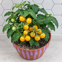 484 Micro Dwarf Pinocchio Orange Tomato, 3 Seeds