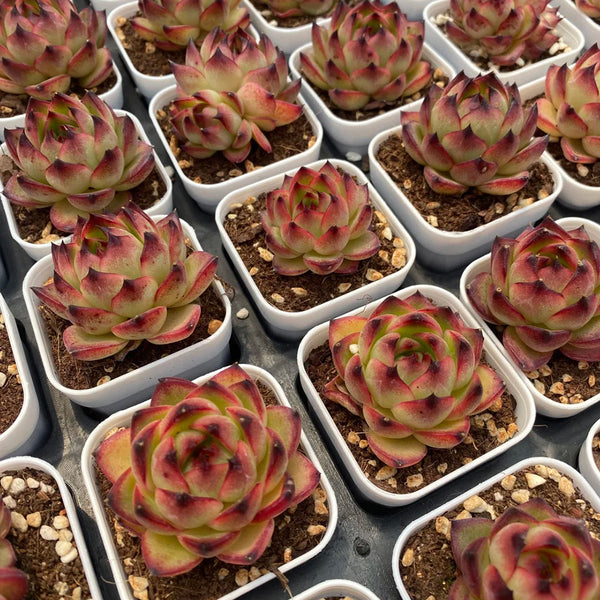 Echeveria cv. 'Gilva', 3pcs x 1-head