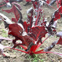 Red Swiss Chard Seeds, 10g