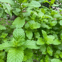 Spearmint Seeds, 300 Seeds