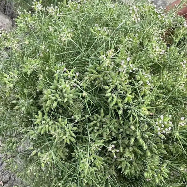 Cumin Seeds, 5 Grams ≈ 2000 ~ 2500 Seeds