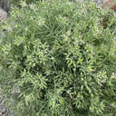 Cumin Seeds, 5 Grams ≈ 2000 ~ 2500 Seeds