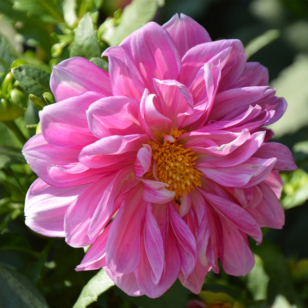 Dwarf Dahlia, 1g