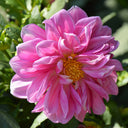 Dwarf Dahlia, 1g