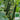 'New No. 4' Gynoecious Cucumber, 200 Seeds