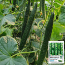 'New No. 4' Gynoecious Cucumber, 200 Seeds