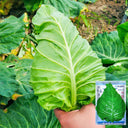 Xingyou Chunfeng Cabbage Seeds, 2g