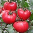 Belia Tomato Seeds, 30 Seeds