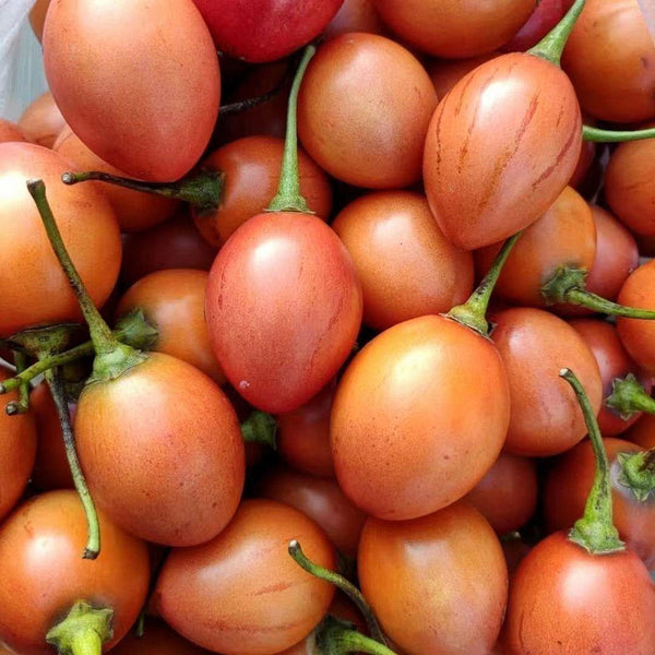 Tree tomato Seeds, 20 Seeds