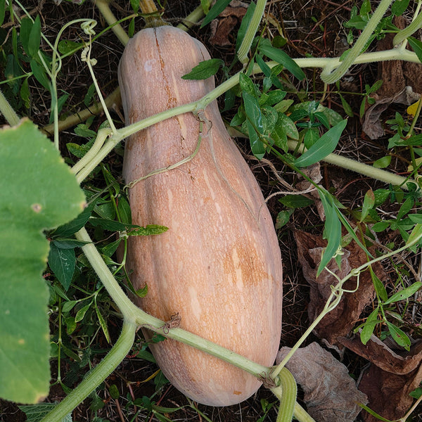 Mibao Pumpkin Seeds, 10g