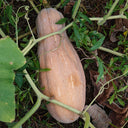 Mibao Pumpkin Seeds, 10g