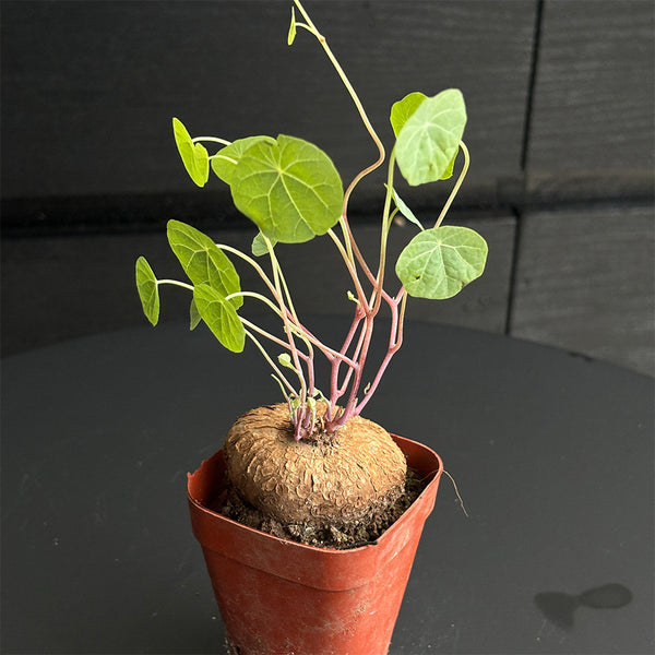 Stephania cepharantha Tuber