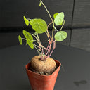 Stephania cepharantha Tuber