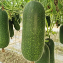 Baoxing F1 Hybrid Hairy Gourd, 50 Seeds