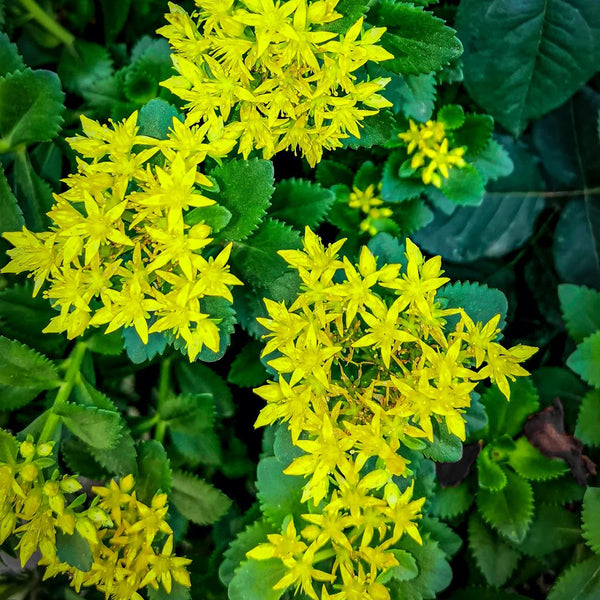 Sedum aizoon, 200 Seeds