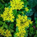 Sedum aizoon, 200 Seeds