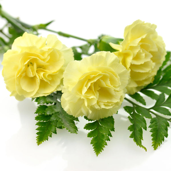 Yellow Carnation, 10 Seeds