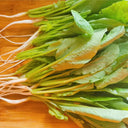 'Jiemei' Fast-Growing Radish Sprouts Seeds, 20g