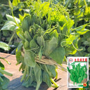Jiemei Beardless Pea Shoots Seeds, 25g
