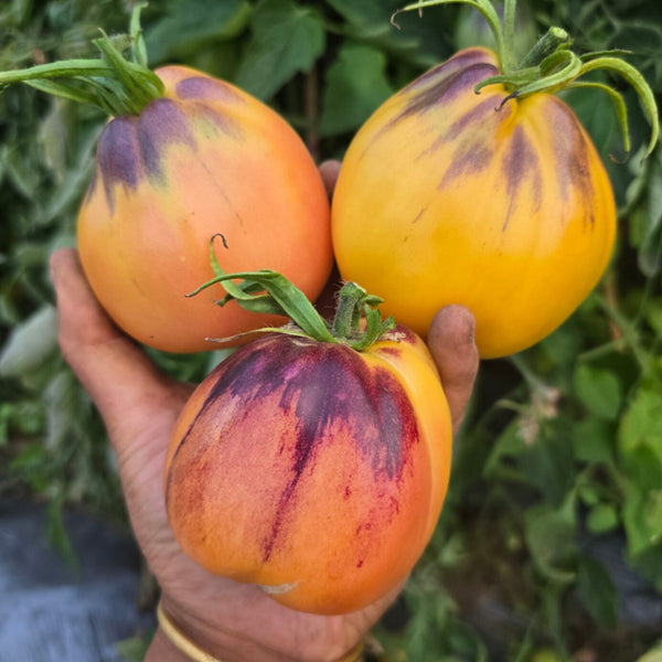 1068 Golden Veil F6 Tomato, 5 Seeds