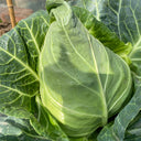 Huachun Oxheart Cabbage Seeds, 10g