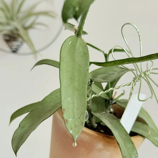 Hoya pandurata Silver, 5 Cuttings